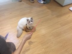 -Pets First伊珊娜洗护·精致美容·家庭式寄养(新会路店)