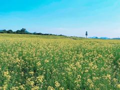 -光明小镇欢乐田园