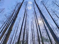 -东平国家森林公园