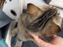-四月宠物医院·猫专科·心脏专科·内科(转塘店)