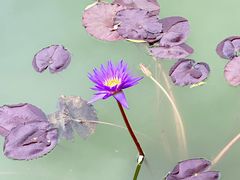 -国家植物园南园