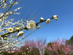 -花开海上生态园