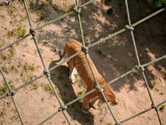 -西霞口神雕山野生动物世界