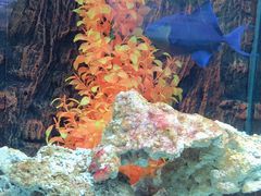 -北戴河圣蓝海洋公园