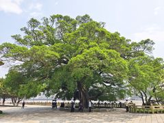 -江心屿景区