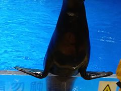 -芜湖新华联大白鲸海洋公园