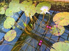 -国家植物园南园