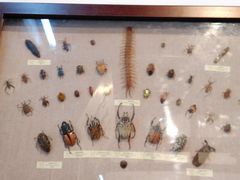 -上海昆虫博物馆