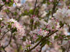 -海棠花溪(元大都城垣遗址公园)