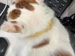 -瑞鹏宠物医院犬猫全科(真大分院)