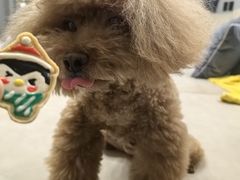 -FAELING PETS美天灵宠物(富力广场店)