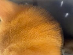 -联合动物医院(光谷诊疗中心)