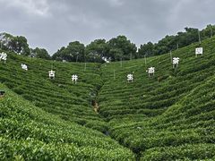 -龙坞茶村