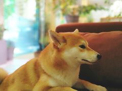 -柴务处·柴犬主题狗咖