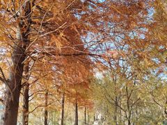 -昆山城市生态森林公园