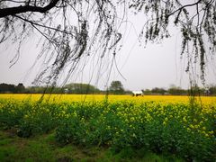 -长兴太湖图影湿地文化园