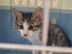 -御宝贝·A梦猫科宠物医院(国际猫友好医院)