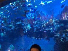 -迪拜帆船酒店海底餐厅