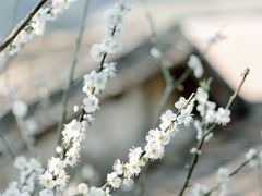 -广州市流溪河国家森林公园