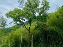 -龙坞茶村