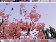-狐尾山公园