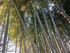 -秋霞圃