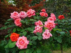 -铁山坪森林公园