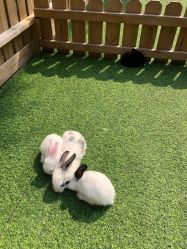 -萌宠亲子动物乐园(槐房万达店)