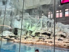 -帝企鹅自助餐厅•儿童岛•真企鹅(长隆企鹅酒店)