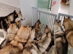 -Husky Go!哈士奇体验馆·宠物咖啡厅狗咖