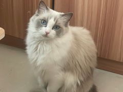 -纳吉亚猫专科动物诊疗中心(蒋宅口分院)