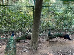 -西双版纳原始森林公园