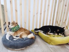 -柴迷FANS CLUB·柴犬狗咖·猫咖