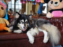 -more than meow吴止猫主题餐厅(承德 中船汇店)