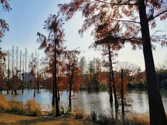 -上海长兴岛郊野公园