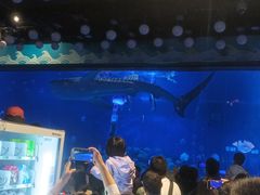 -烟台海昌鲸鲨海洋公园