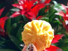 牛油小花-香港珍妮曲奇聪明小熊饼干(迪美购物中心店)