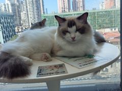 -怪兽屋·羊驼·猫咖·狗咖(俊华广场店)
