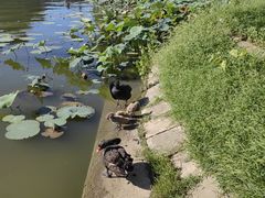 -白洋淀景区