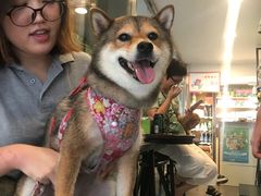 -PETKIT小佩宠物(古北店)