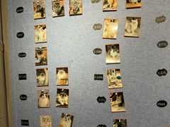 -豆逗聊愈猫阁Easy Life