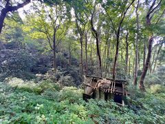 -午潮山国家森林公园