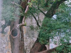 -上坦村