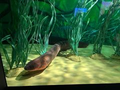 -上海海洋水族馆