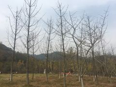 -千年银杏谷文化旅游区