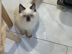 -楼上猫咖(罗湖店)