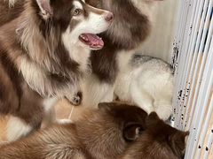 -Let's go狗咖·猫咖·奶狗·桌游(春熙路IFS店)