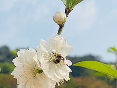 -南国桃园旅游度假区