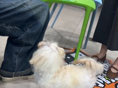 -佳雯宠物医院·皮肤科·内外科(春晓路分院)