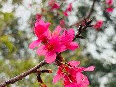 -中旅阿那亚九龙湖·公主酒店